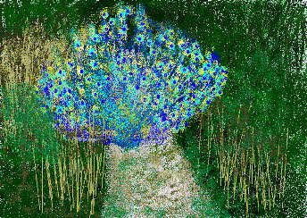 The Peacock's Tail - Artwork Paul Neville The Peacock's Tail - Artwork Paul Neville